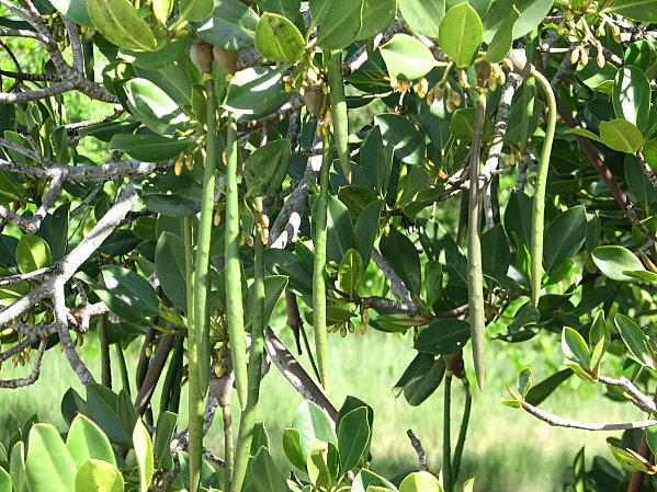 Rhizophora stylosa seeds
